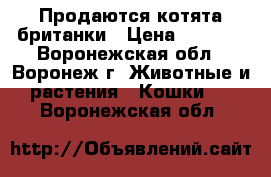 Продаются котята британки › Цена ­ 1 500 - Воронежская обл., Воронеж г. Животные и растения » Кошки   . Воронежская обл.